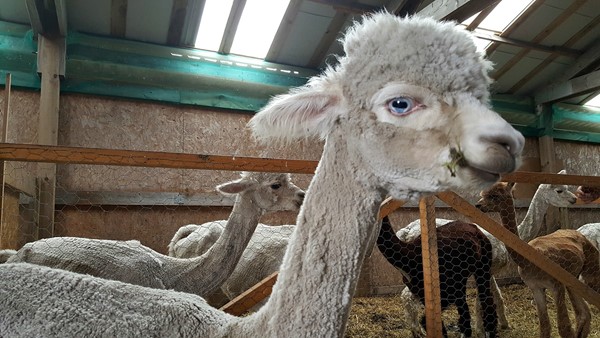 Picture of The Alpaca Trekking Centre, Thornhill