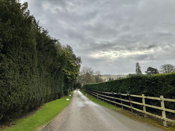 Hedge lined driveway
