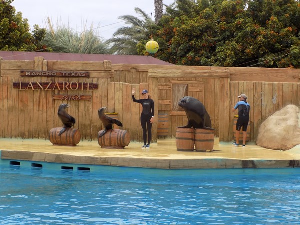 Picture of Rancho Texas - Sea Lions