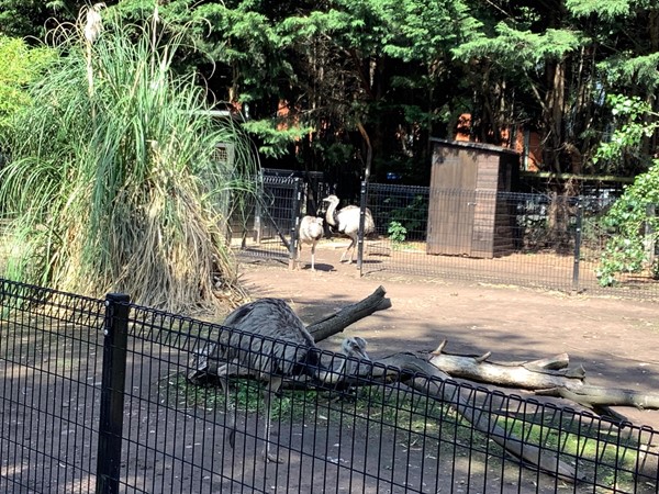 Before you see the first animals, The Rea, an Ostrich type of bird