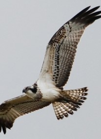 Loch of the Lowes Visitor Centre and Wildlife Reserve