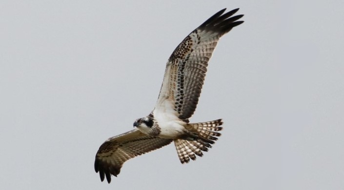 Loch of the Lowes Visitor Centre and Wildlife Reserve