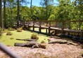 Alligators in the swamp below the boardwalk