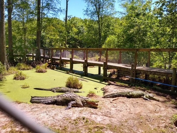 Alligators in the swamp below the boardwalk
