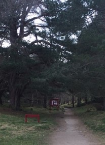 Rothiemurchus Forest