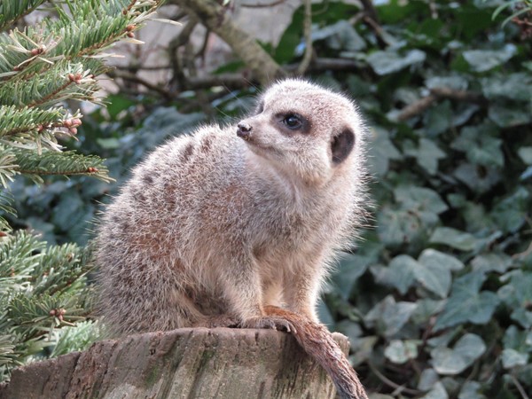Had to include a Meerkat! They were fascinating to watch.