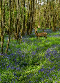 RSPB Scotland Loch Lomond