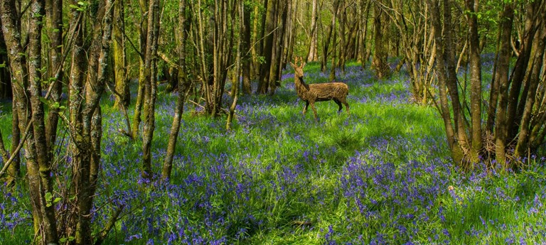 RSPB Scotland Loch Lomond