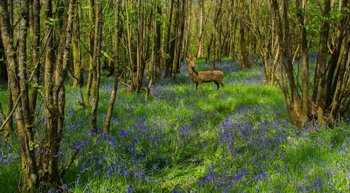 RSPB Scotland Loch Lomond