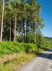 Galloway Forest Park - Raiders Road Forest Drive