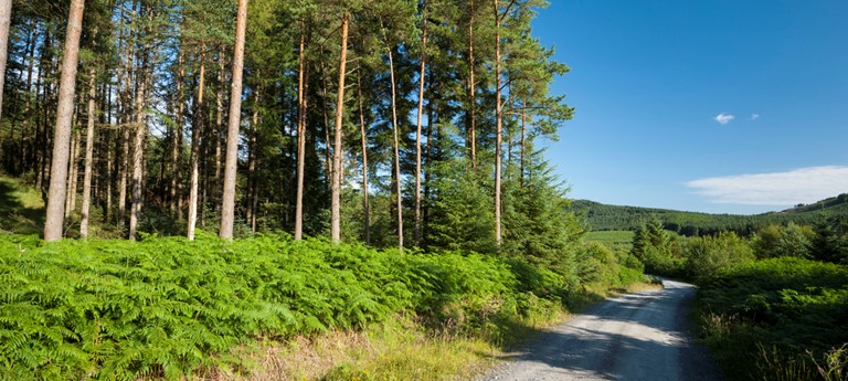 Galloway Forest Park - Raiders Road Forest Drive
