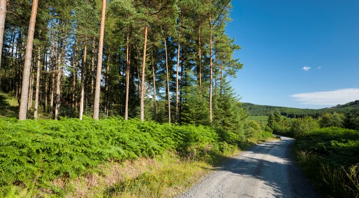 Galloway Forest Park - Raiders Road Forest Drive