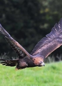 Loch Lomond Bird of Prey Centre