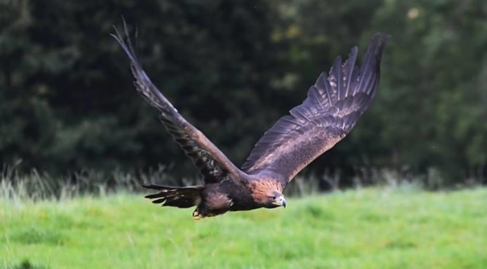 Loch Lomond Bird of Prey Centre