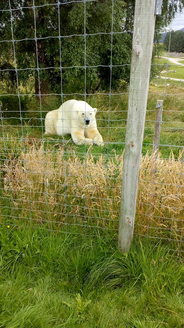 Picture of a Polar Bear