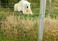 Picture of a Polar Bear