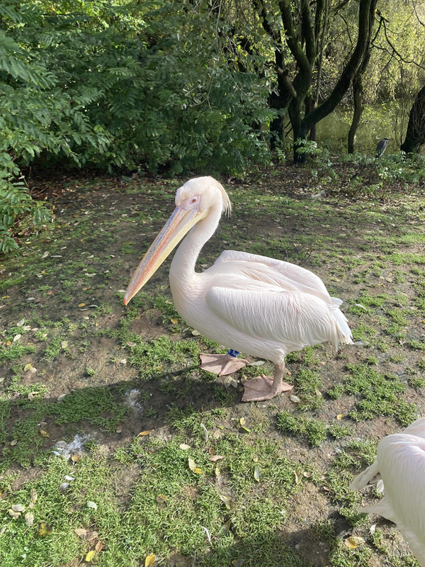 Image of a pelican