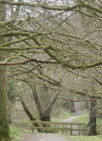 Loughbrickland Walk - Whyte’s Estate