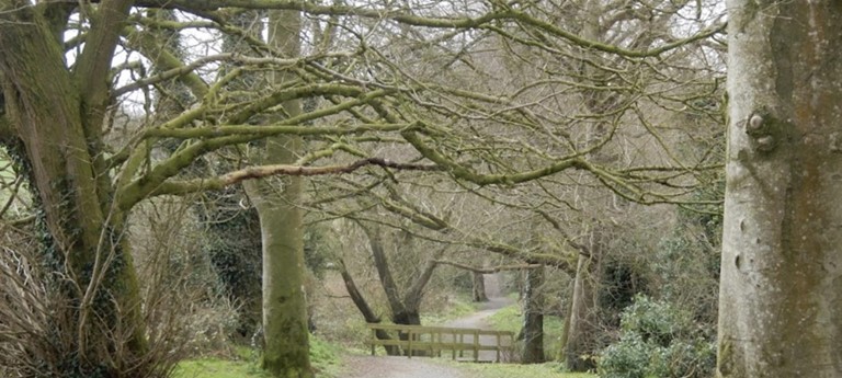 Loughbrickland Walk - Whyte’s Estate