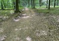 Image of a forest