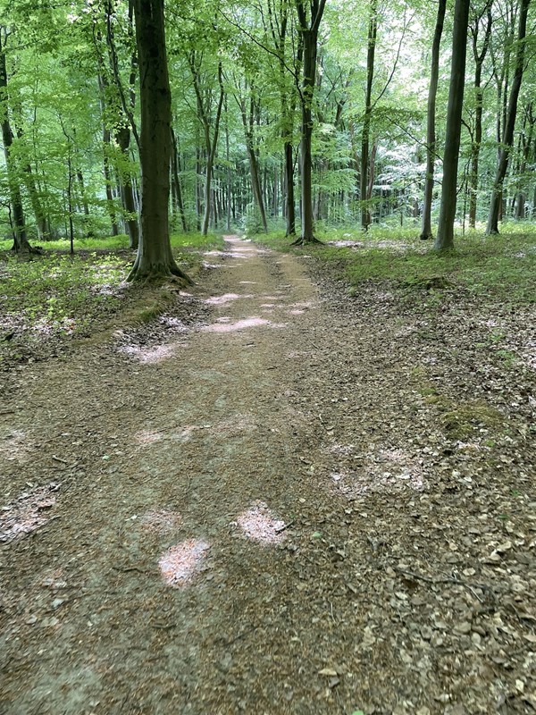 Image of a forest
