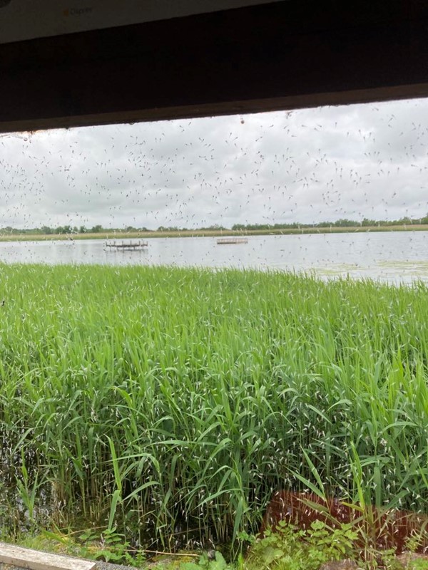 Image of RSPB Reserve Loch Spynie