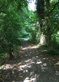 RSPB Swell Wood