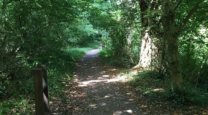 RSPB Swell Wood