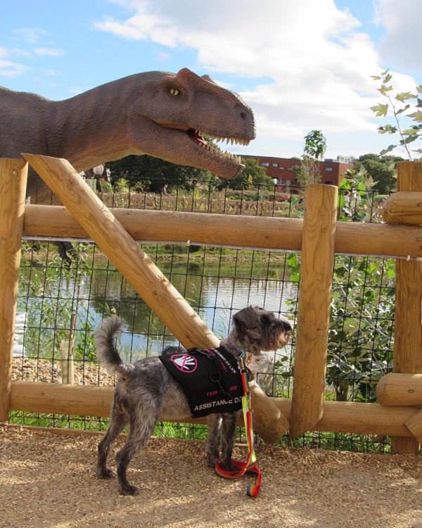 Image description: a small grey dog wearing a black assistance dog vest and a rainbow lead stands sideways against the camera, looking to the side of it. Behind her. A very large statue of a dinosaur is visible. There is a wooden fence with black netting between the dog and the statue. The statue is leaning over a pond. It’s bright and sunny and the water appears to be shimmering.