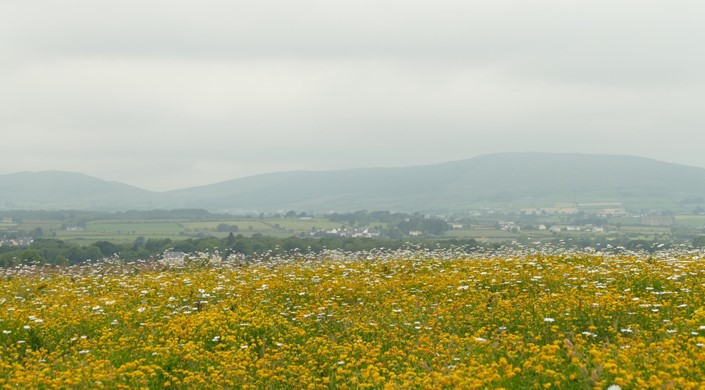 Culmore Country Park