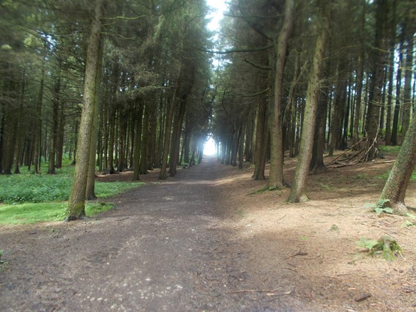 Picture of Beacon Fell Country Park