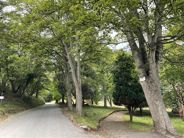 Happy valley woodland drive