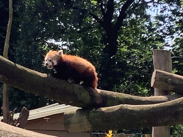 Everyone’s favorite were the two red pandas