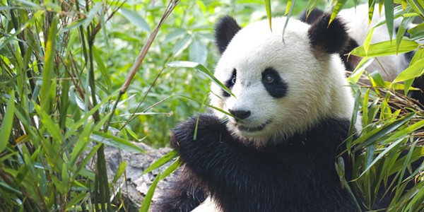 Picture of a Panda - Edinburgh Zoo
