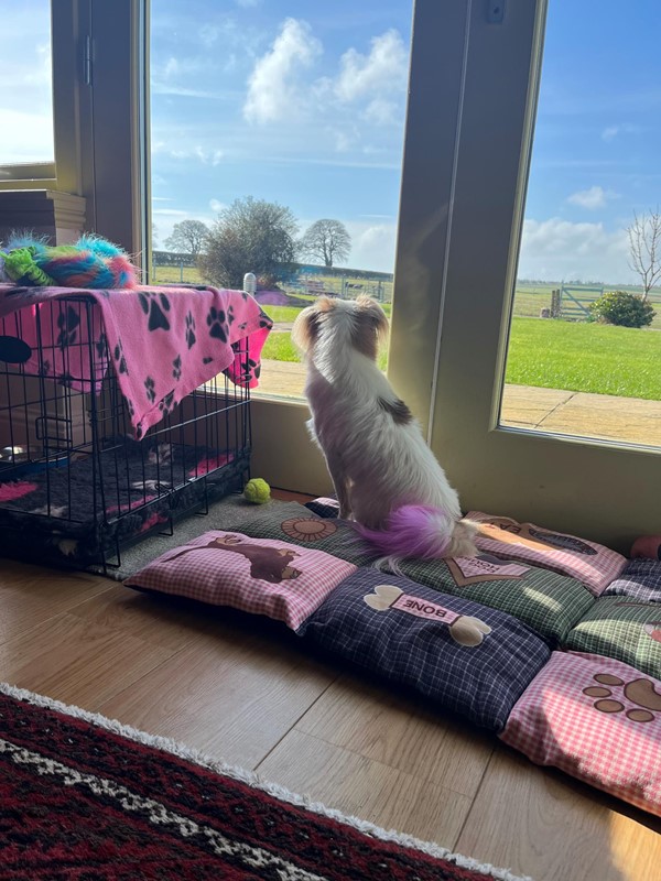 Dog friendly, with lovely mat, blanket, bowl and toys provided by the owner. Dogs must remain on lead outside, due to proximity of livestock.