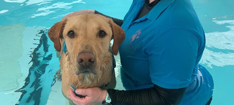 H2O Canine Therapy