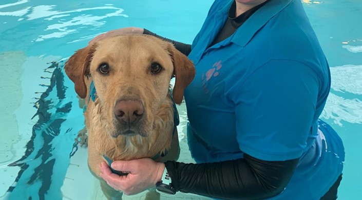 H2O Canine Therapy