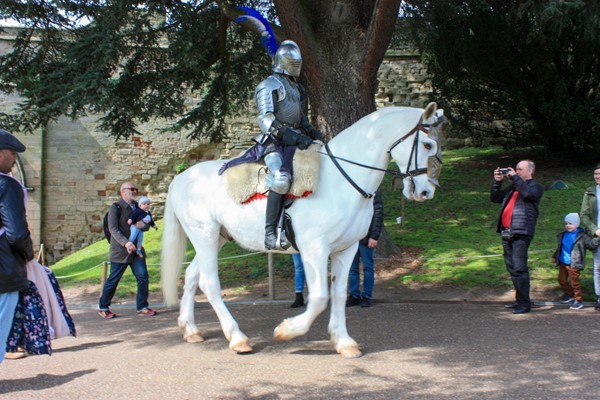 Stunning white horse with knight in shining armour riding it.