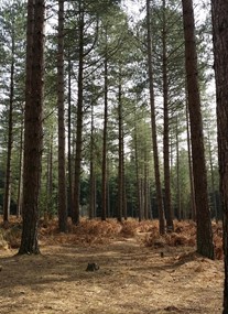 Moors Valley Country Park and Forest