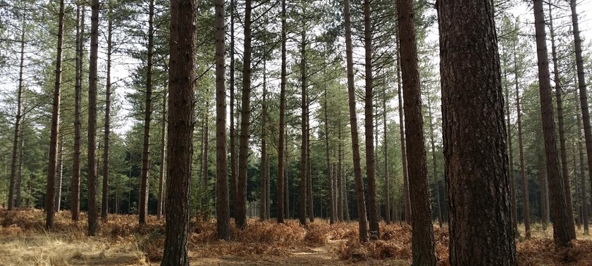 Moors Valley Country Park and Forest