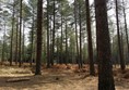 Picture of Moors Valley Country Park - Lots of trees, lots of mud! Kids love it, but your wheelchair won't!