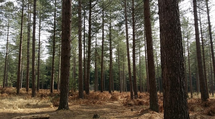 Moors Valley Country Park and Forest