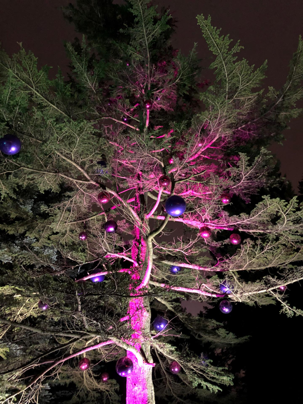 Picture of Christmas lights at Edinburgh Botanics