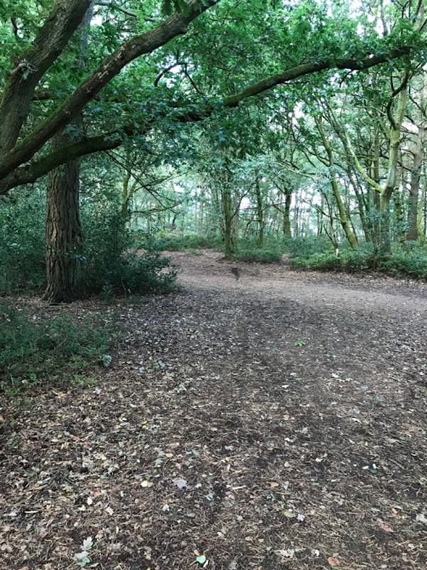 Picture of Hindhead Commons and the Devil's Punch Bowl