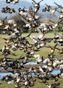 WWT Slimbridge Wetland Centre