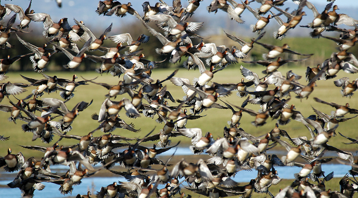 WWT Slimbridge Wetland Centre