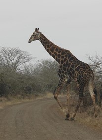 Kruger National Park