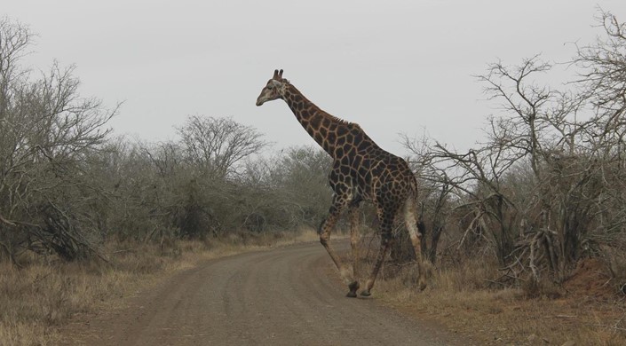 Kruger National Park