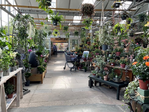 Picture of the plants inside the garden centre