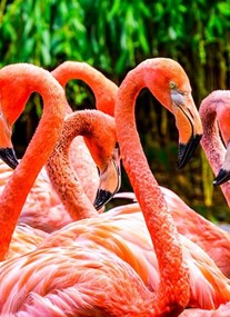 Flamingo Gardens